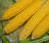 Hawaiian Supersweet #9 Yellow Corn Seeds
