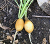 Golden Helios Radish Seeds