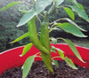 Rattlesnake Pepper Seeds