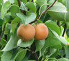 Pyrus pyrifolia - Asian Pear Seeds