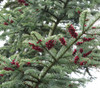 Abies procera - Noble Fir Seeds