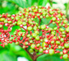 Leea indica - Bandicoot Berry
