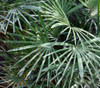 Rhapis multifida - Finger Palm