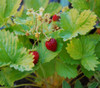 Fragaria vesca - Golden Alexandria Alpine Strawberry Seeds
