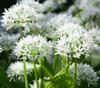 Allium ursinum - Bear's Garlic Seeds