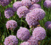 Allium senescens - German Garlic Seeds