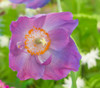 Meconopsis betonicifolia - Violet Himalayan Poppy Seeds