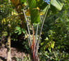 Ravenala sp. - Red Travellers Palm Seeds