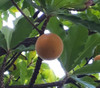 Pouteria torta - Wooly Abiu Seeds