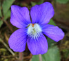 Viola sororia - Blue Violet