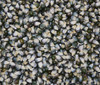 Popcorn, Emerald Green Seeds