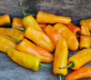 Capsicum chinense - Datil Orange Pepper