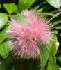 Syzygium wilsonii - Powderpuff Lilly Pilly Seeds
