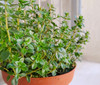 Thymus vulgaris - French Thyme Seeds