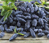 Lonicera caerulea - Blue Honeysuckle Seeds