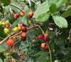 Eugenia repanda - Pitanga-Jambo Seeds