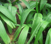 Curculigo latifolia - Lemba Seeds