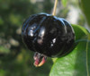 Eugenia uniflora - Zill's Surinam Cherry Seeds