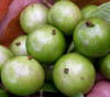Plinia phitrantha - Jaboticaba Branca White Seeds
