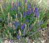 Lavandula latifolia - Spike Lavender Seeds