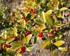 Ilex vomitora - Yaupon Holly