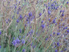 Lavandula angustifolia - Lavender, Blue Hidcote Seeds