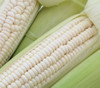 Hawaiian Supersweet #9 Silver Corn Seeds