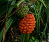 Pandanus odorifer - Fragrant Screwpine Seeds