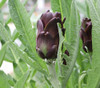 Purple Romagna Artichoke Seeds