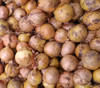 Texas Early Grano Onion Seeds