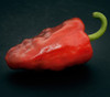 Sweet Cascadura Pepper Seeds