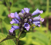 Nepeta tenuifolia - Japanese Catnip Seeds