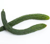 Chinese Snake Cucumber Seeds