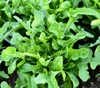 Oak Leaf Lettuce Seeds