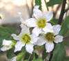 Xanthoceras sorbifolium - Yellowhorn Seeds