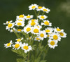 Anacyclus pyrethrum - Spanish Chamomile Seeds
