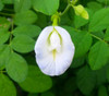 Clitoria ternatea - White Butterfly Pea