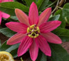 Passiflora adulterina - Passiflora adulterina Seeds