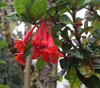 Fuchsia vulcanica - Lady's Eardrops Seeds