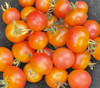 Napa Rose Tomato Seeds