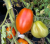 Orange Roma Tomato Seeds