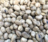 Fava Bean, Sprouting Small Seeds