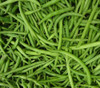 Burpee Stringless Green Bush Bean Seeds