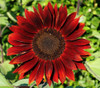 Helianthus annuus - Rouge Royale Sunflower Seeds