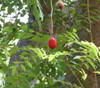 Capparis zeylanica - Ceylon Caper