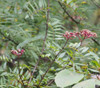 Zanthoxylum schinifolium - Peppertree Seeds