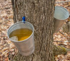 Acer saccharum Northern - Northern Sugar Maple Seeds