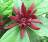 Calycanthus floridus - Carolina Allspice Seeds