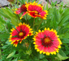 Gaillardia aristata - Blanketflower Seeds