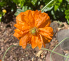 Papaver pilosum - Hairy Poppy Seeds
